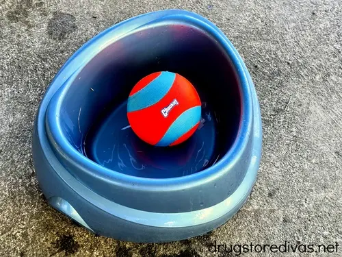 A dog's ball in its water dish.