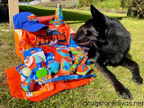 A black dog looking at a box of dog toys.