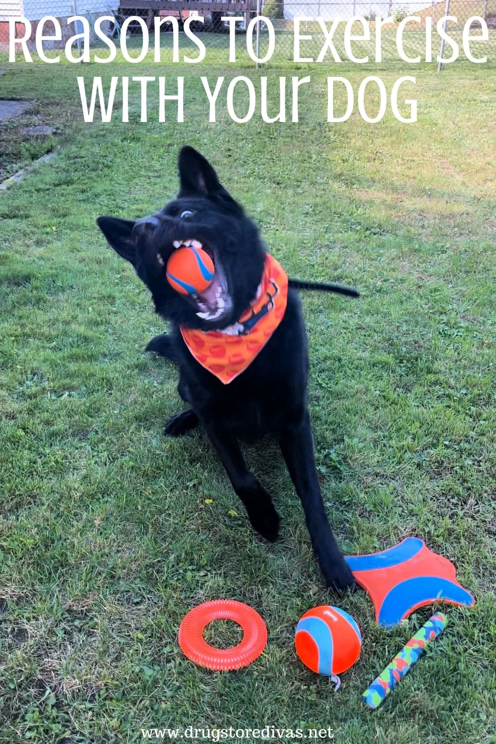 A black dog wearing a bandana and catching a ball in its mouth, surrounded by other toys, and the words 