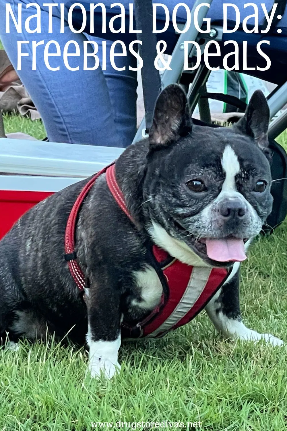 A black pug wearing a harness on a lawn with the words 