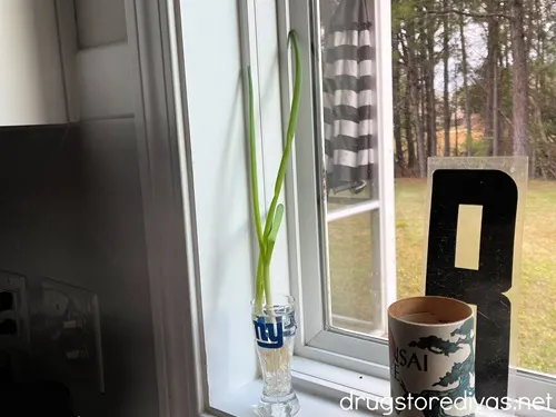 Green onion in a small glass on a windowsill.
