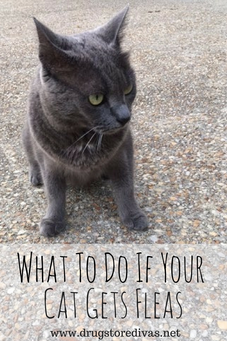 What To Do If Your Cat Gets Fleas Drugstore Divas