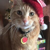 A cat wearing a Santa cat and the words 