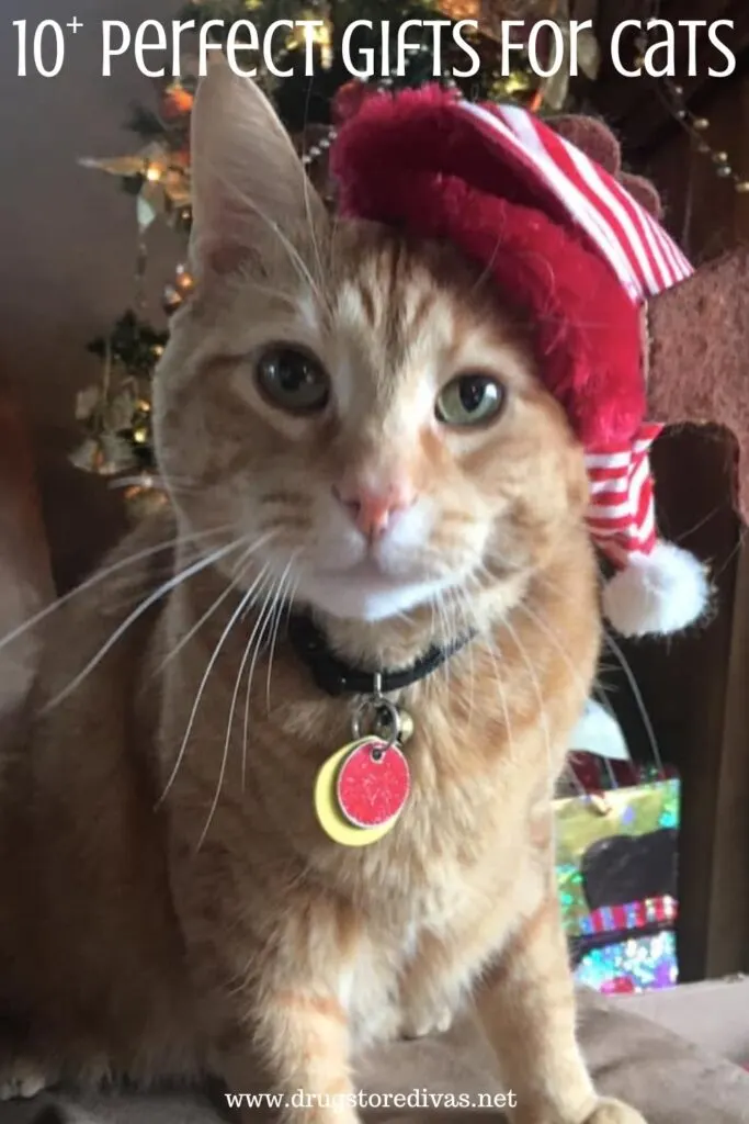 A cat wearing a Santa cat and the words "10+ Perfect Gifts For Cats" digitally written above it.