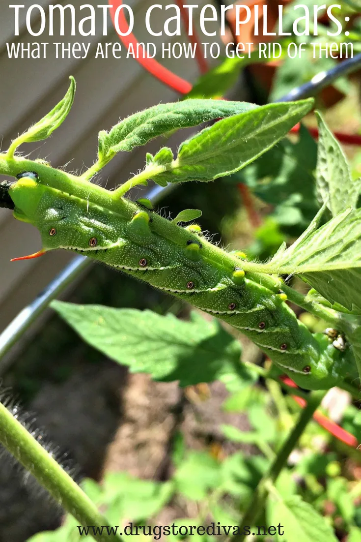 If you have a home garden, you need to watch out for tomato caterpillars. Find out what they are and how to get rid of them in this post from www.drugstoredivas.net.