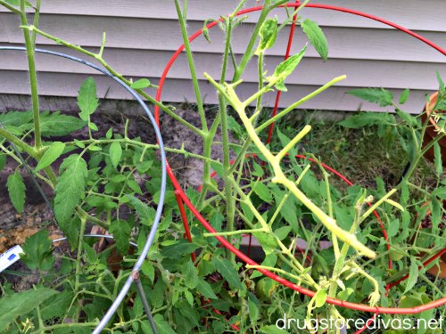 If you have a home garden, you need to watch out for tomato caterpillars. Find out what they are and how to get rid of them in this post from www.drugstoredivas.net.