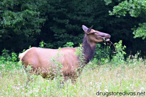 Elk at the Great Smoky Mountains National Park.