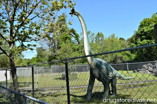 Tregembo Animal Park is the perfect roadside road stop in Wilmington, NC. Find out about the zoo in Wilmington, NC at www.drugstoredivas.net.