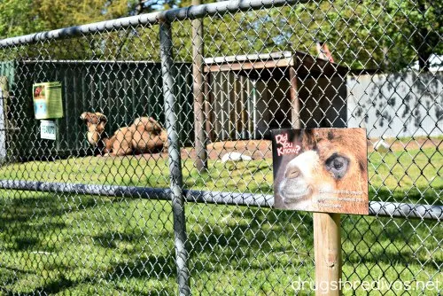 Tregembo Animal Park is the perfect roadside road stop in Wilmington, NC. Find out about the zoo in Wilmington, NC at www.drugstoredivas.net.