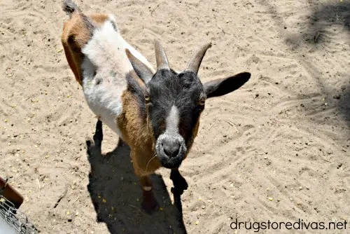 A goat at a zoo.