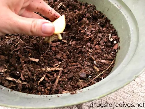 Believe it or not, growing potatoes at home is so easy. Find out How To Grow Potatoes on www.drugstoredivas.net.