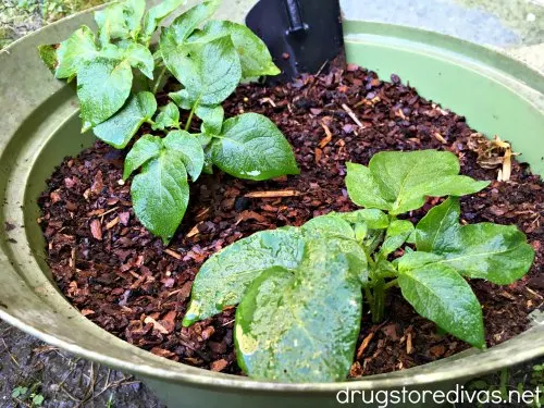Believe it or not, growing potatoes at home is so easy. Find out How To Grow Potatoes on www.drugstoredivas.net.