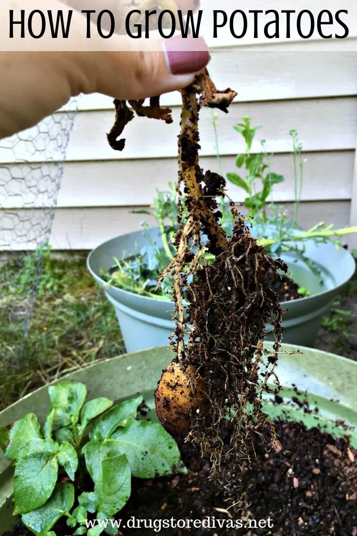 Believe it or not, growing potatoes at home is so easy. Find out How To Grow Potatoes on www.drugstoredivas.net.