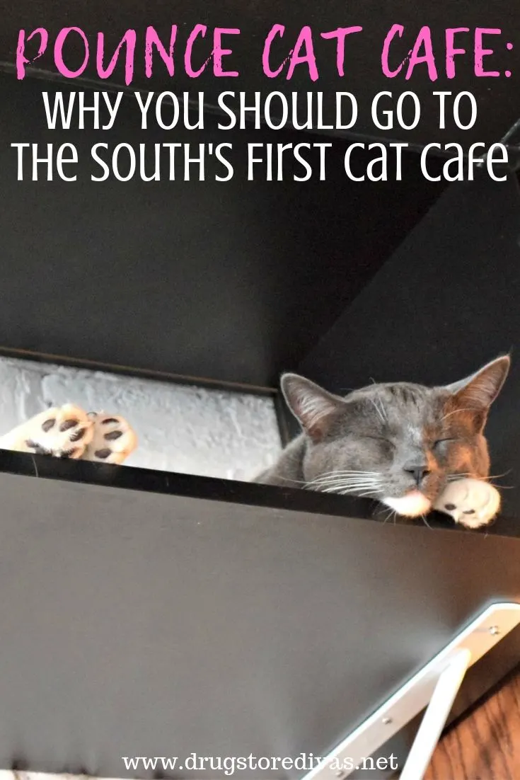 FELINE GOOD CAT CAFE: All You Need to Know BEFORE You Go (with Photos)
