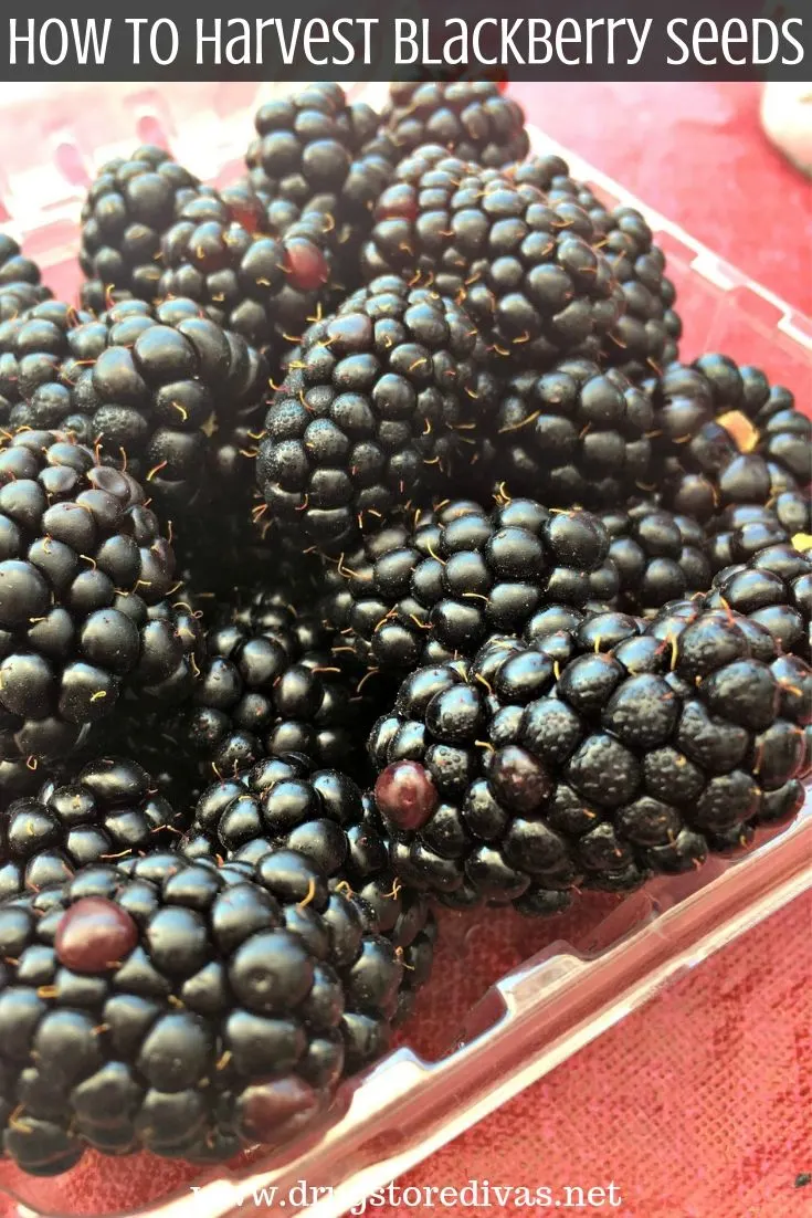 It's easy to harvest blackberry seeds to replant them in your garden. Find out how in this post on www.drugstoredivas.net.