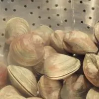 Clams in a colander with the words 