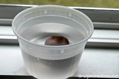 An avocado seed in water.