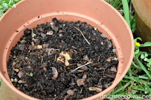An avocado seed in a pot of dirt.