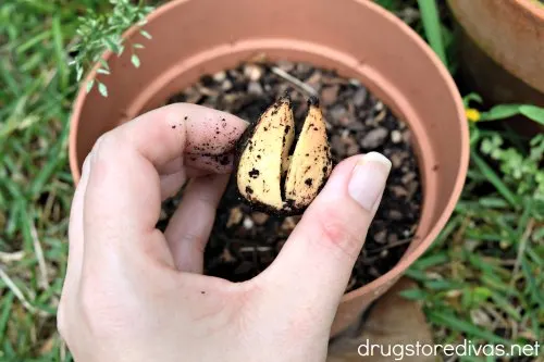 A hand holding a cracked avocado seed over a pot of dirt.