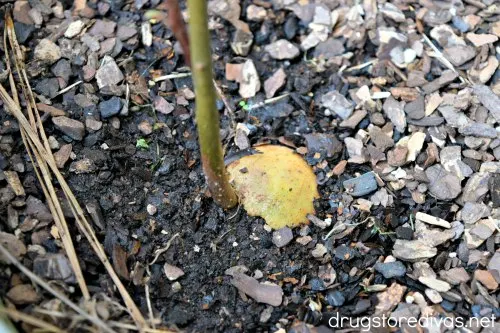 An avocado plant.