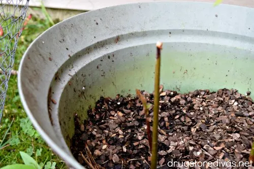 An avocado plant in a pot.