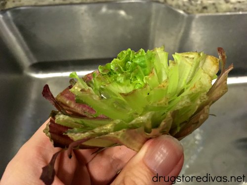 There's a really easy way to regrow lettuce from scraps. Find out how at www.drugstoredivas.net.