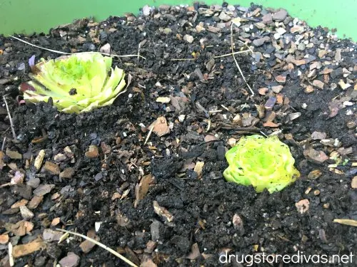 There's a really easy way to regrow lettuce from scraps. Find out how at www.drugstoredivas.net.