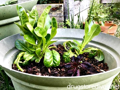 There's a really easy way to regrow lettuce from scraps. Find out how at www.drugstoredivas.net.