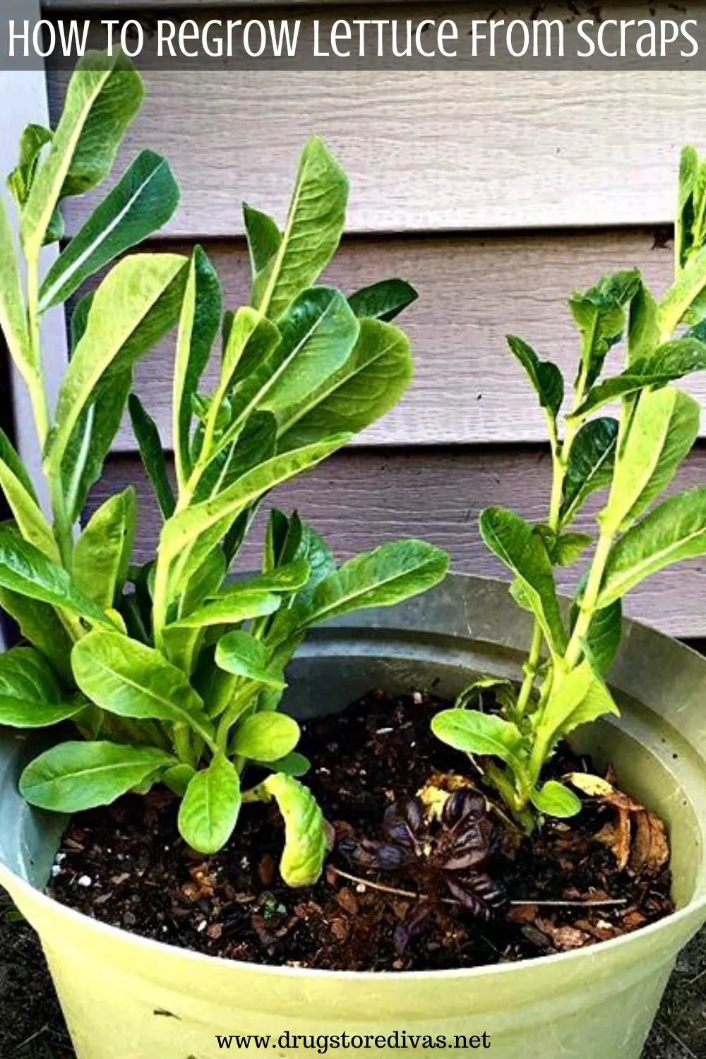 There's a really easy way to regrow lettuce from scraps. Find out how at www.drugstoredivas.net.