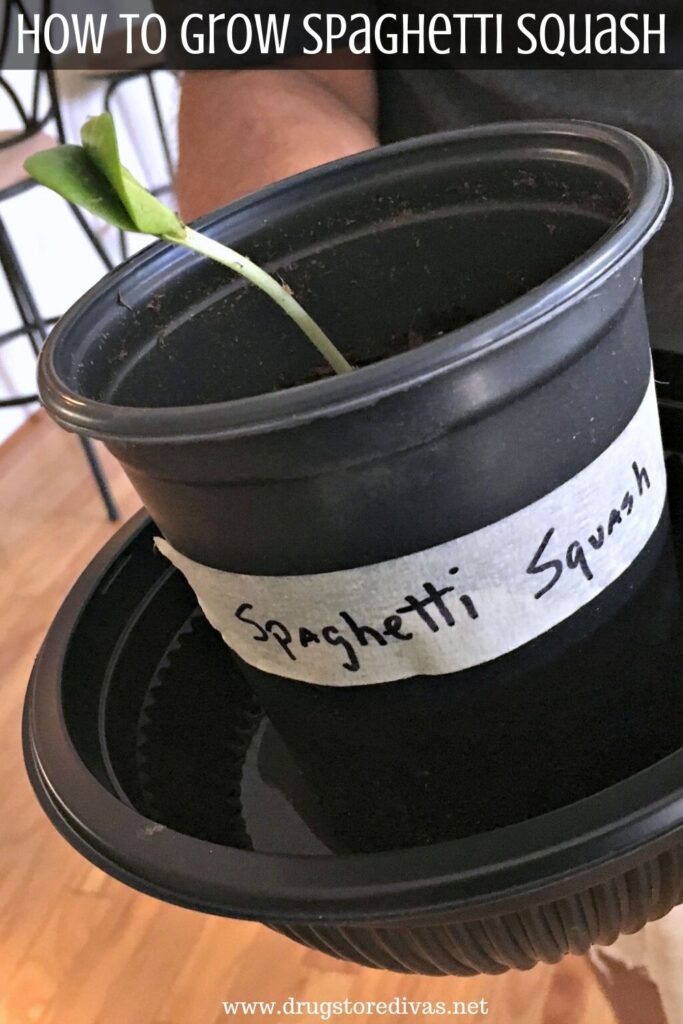 With a little care, it's easy to sprout spaghetti squash from seeds. Find out how to grow spaghetti squash on www.drugstoredivas.net.