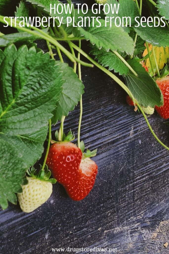 You can grow so much at home, like strawberries. Find out how to grow strawberry plants from seeds in this post on www.drugstoredivas.net.