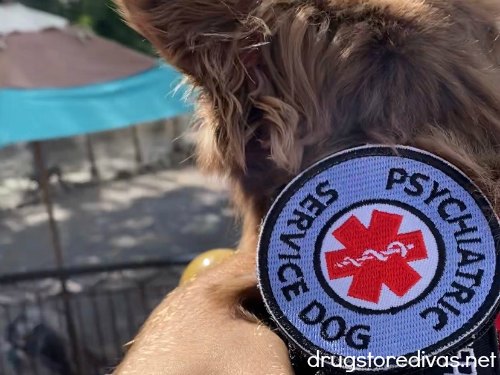 A "psychiatric service dog" patch on a dog.