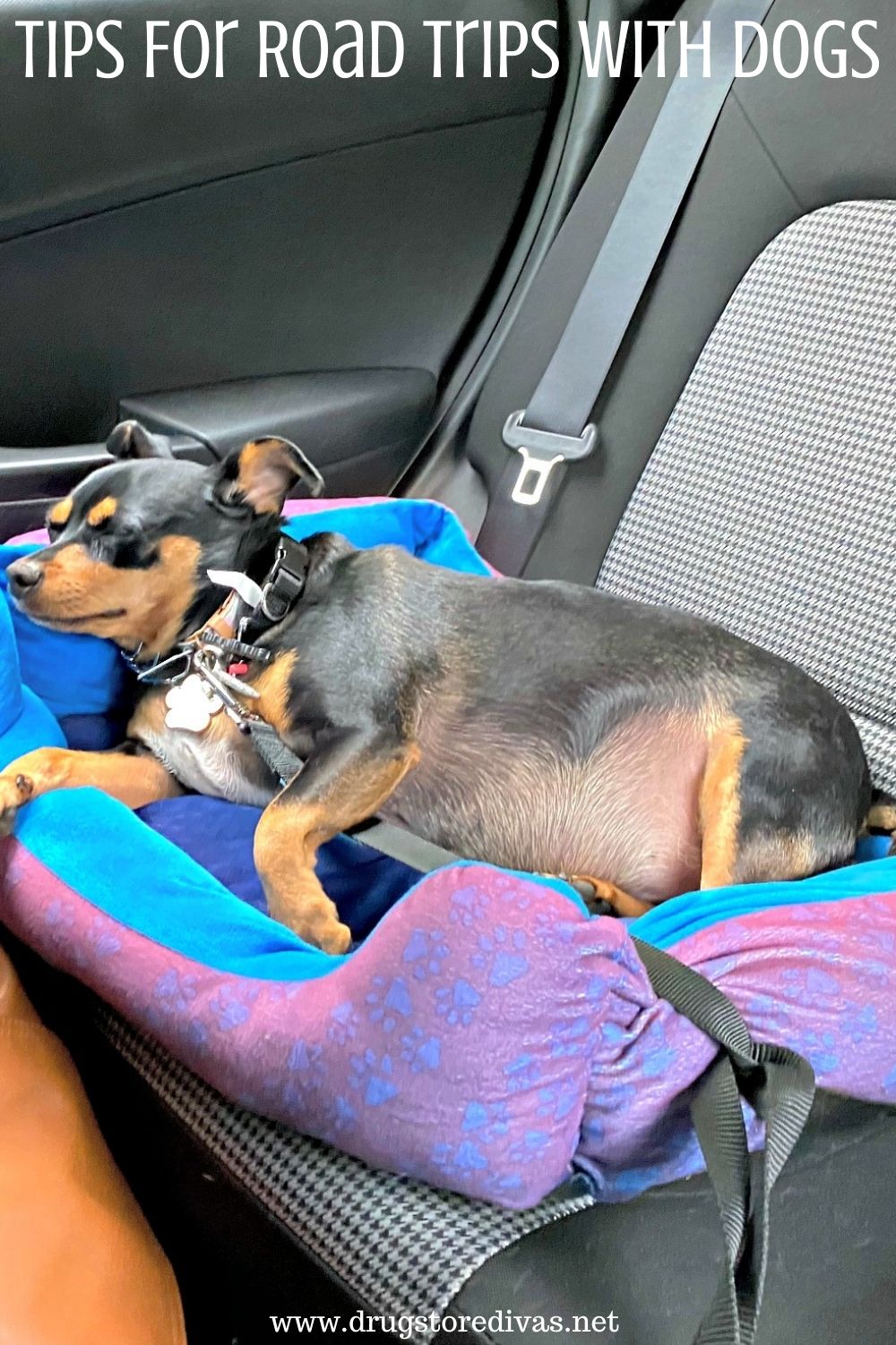 Planning a road trip with your furbaby? Before you go, check out these tips for road trips with dogs on www.drugstoredivas.net.