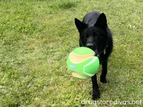 A black dog about to catch a green and tan ball being thrown at him.