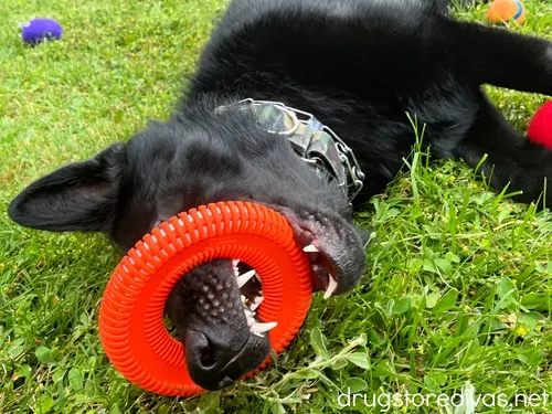 A black dog with an orange frisbee toy around its nose and in its mouth.