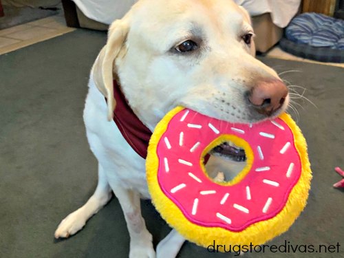 A dog playing with a stuffed doughnut toy.