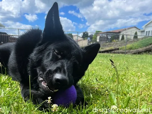 A black dog with a blue ball in its mouth.