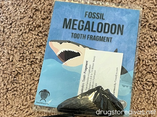 A fossil megalodon tooth in a package.