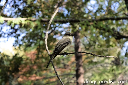 A bird at the San Antonio Botanical Garden.