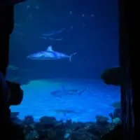 Looking for things to do in Las Vegas? Check out this Shark Reef Aquarium At Mandalay Bay Las Vegas review to decide if you should go.