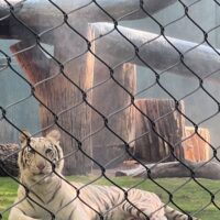 White tiger behind a cage.