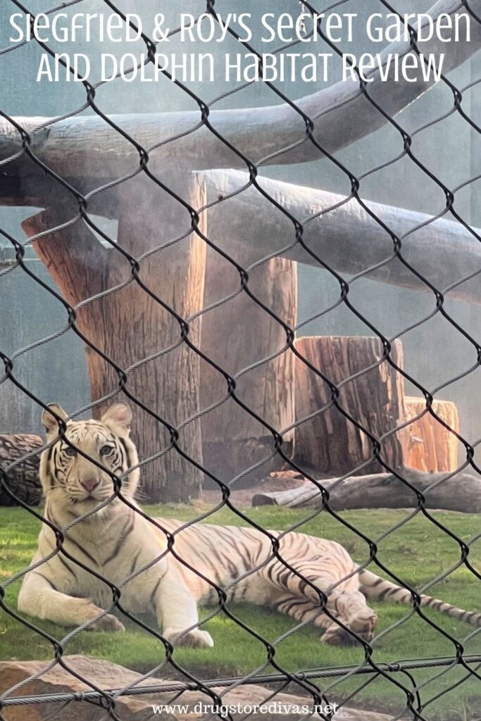 White tiger behind a cage.