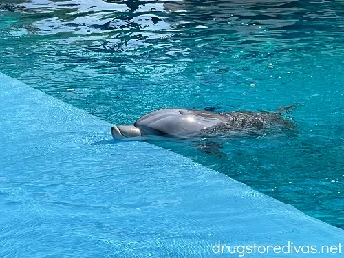Dolphin above the water.