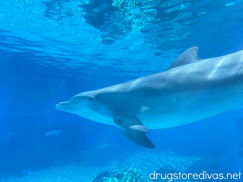 Dolphin under the water.