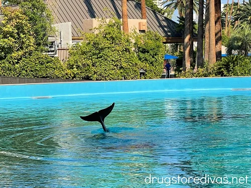 Dolphin tail above water.