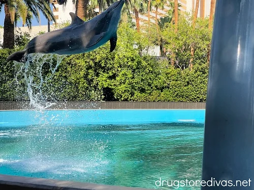 Dolphin jumping in the air above a pool.