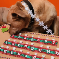 Dog with a homemade Advent calendar with the words 