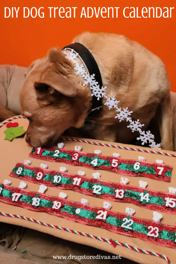 Dog with a homemade Advent calendar with the words "DIY Dog Treat Advent Calendar" digitally written on top.
