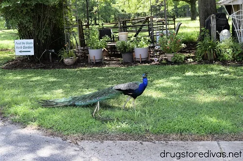 A peacock at Emerald Farm in Greenwood, SC.
