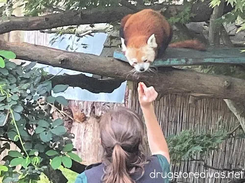 An animal being fed at the Sequoia Park Zoo.